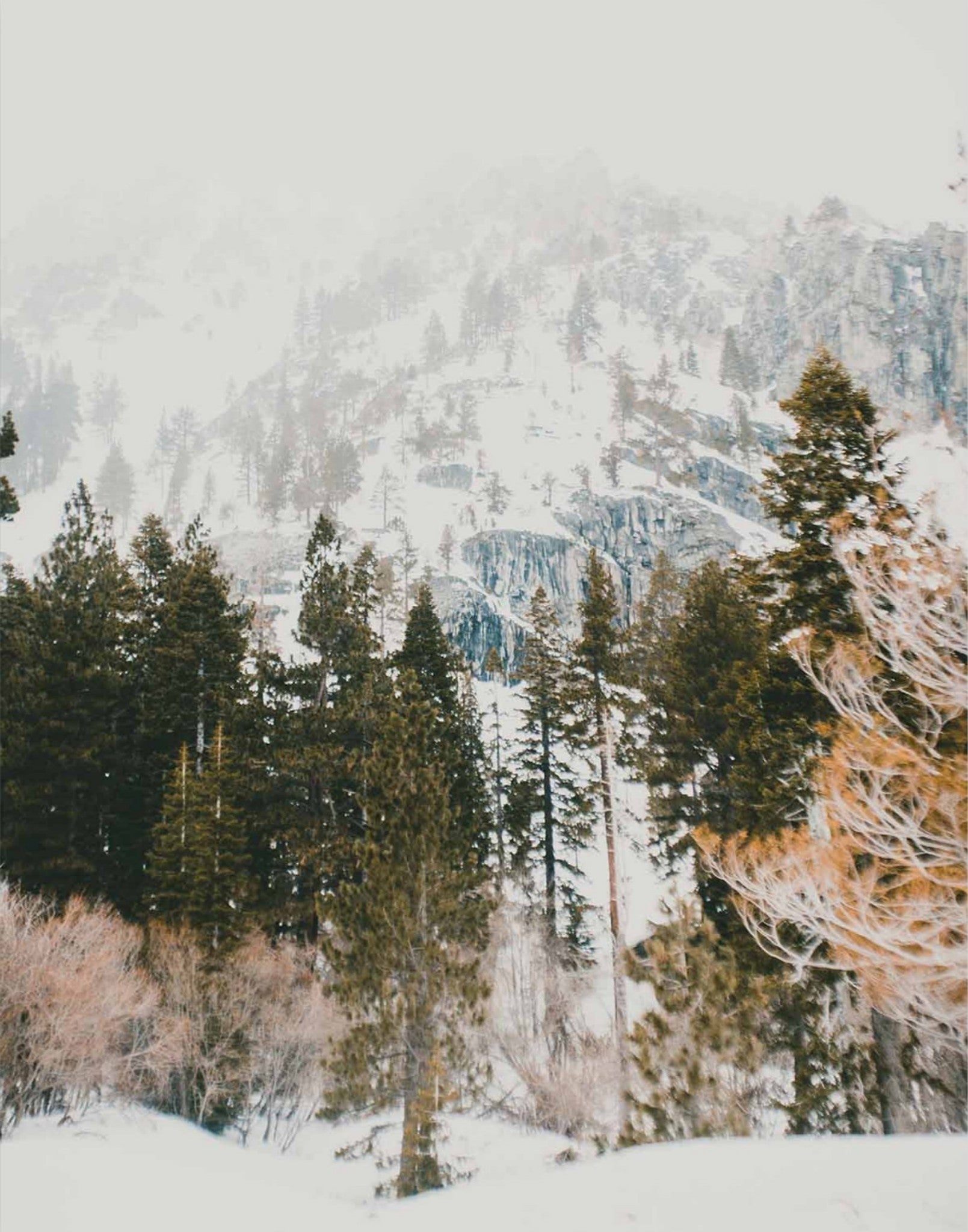 Talking Pines Part I