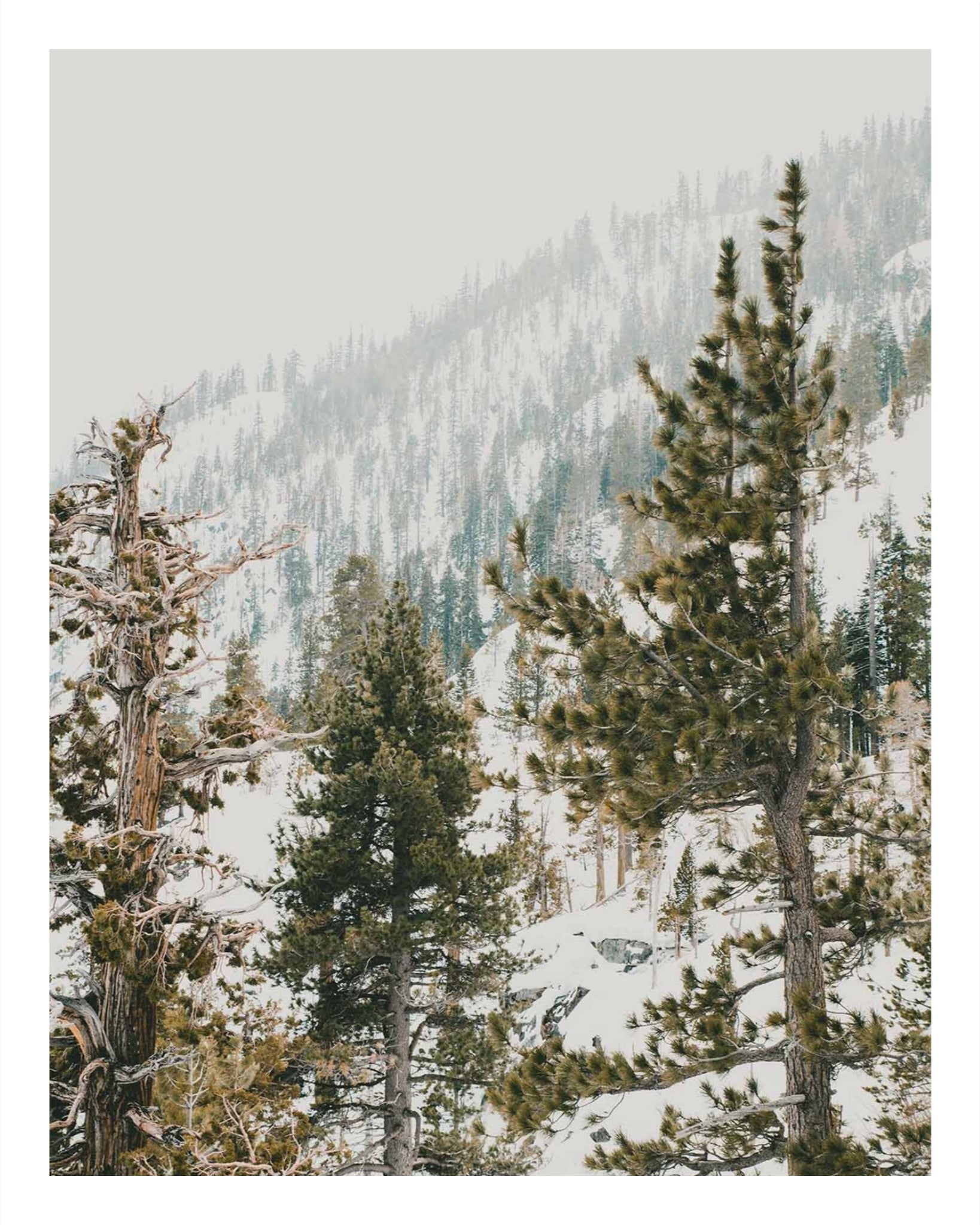 Talking Pines Part II