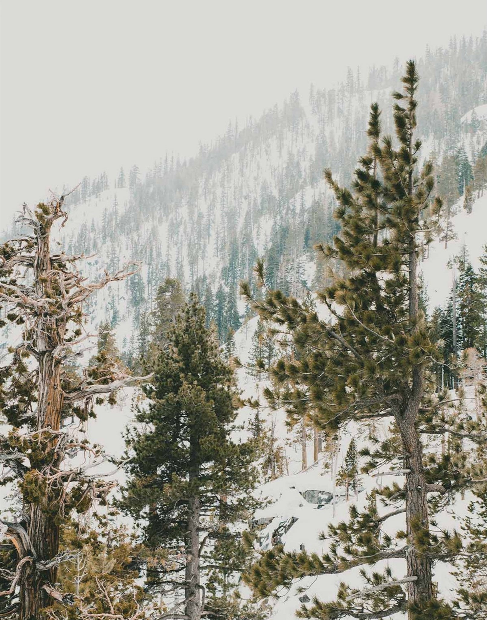 Talking Pines Part II