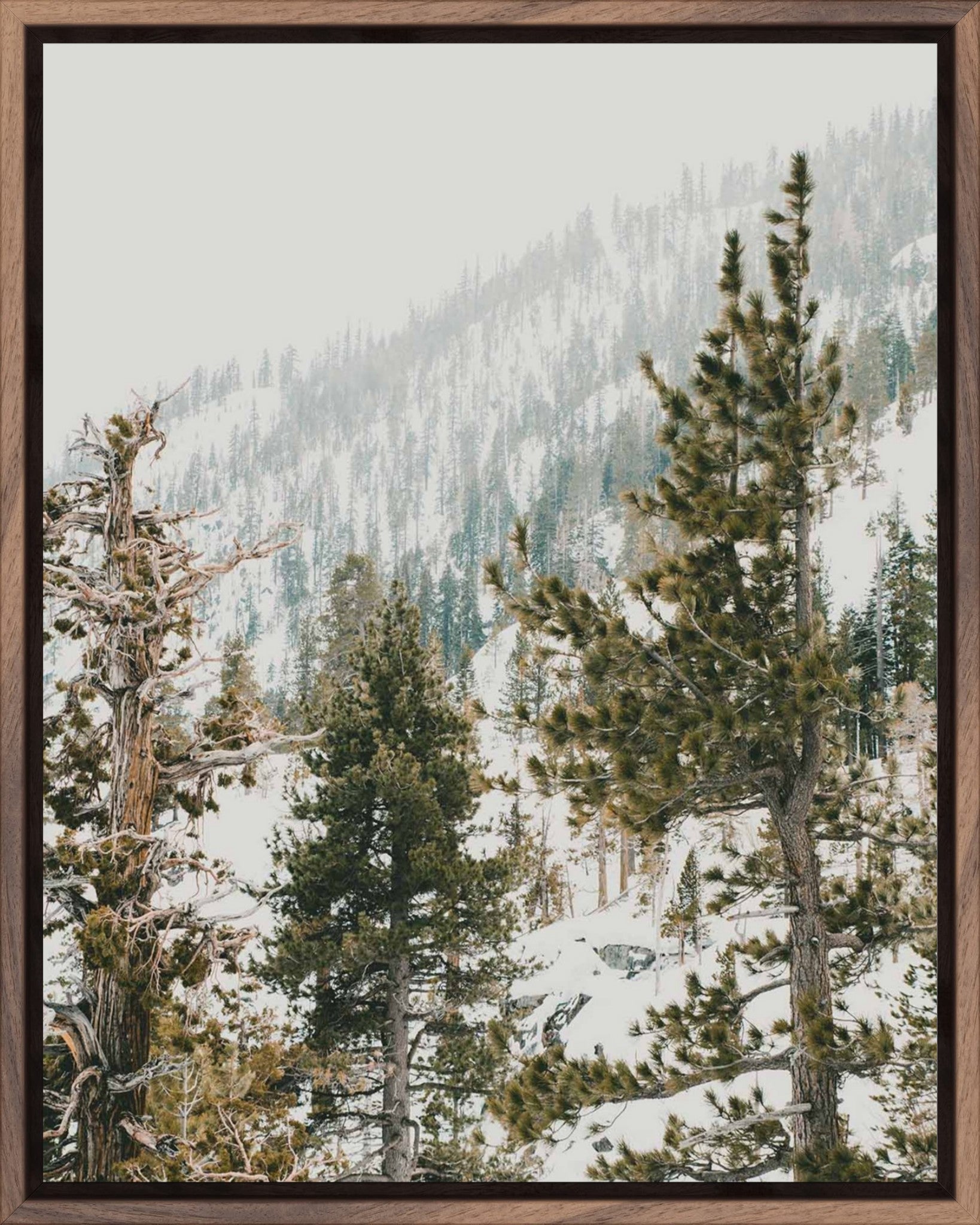 Talking Pines Part II