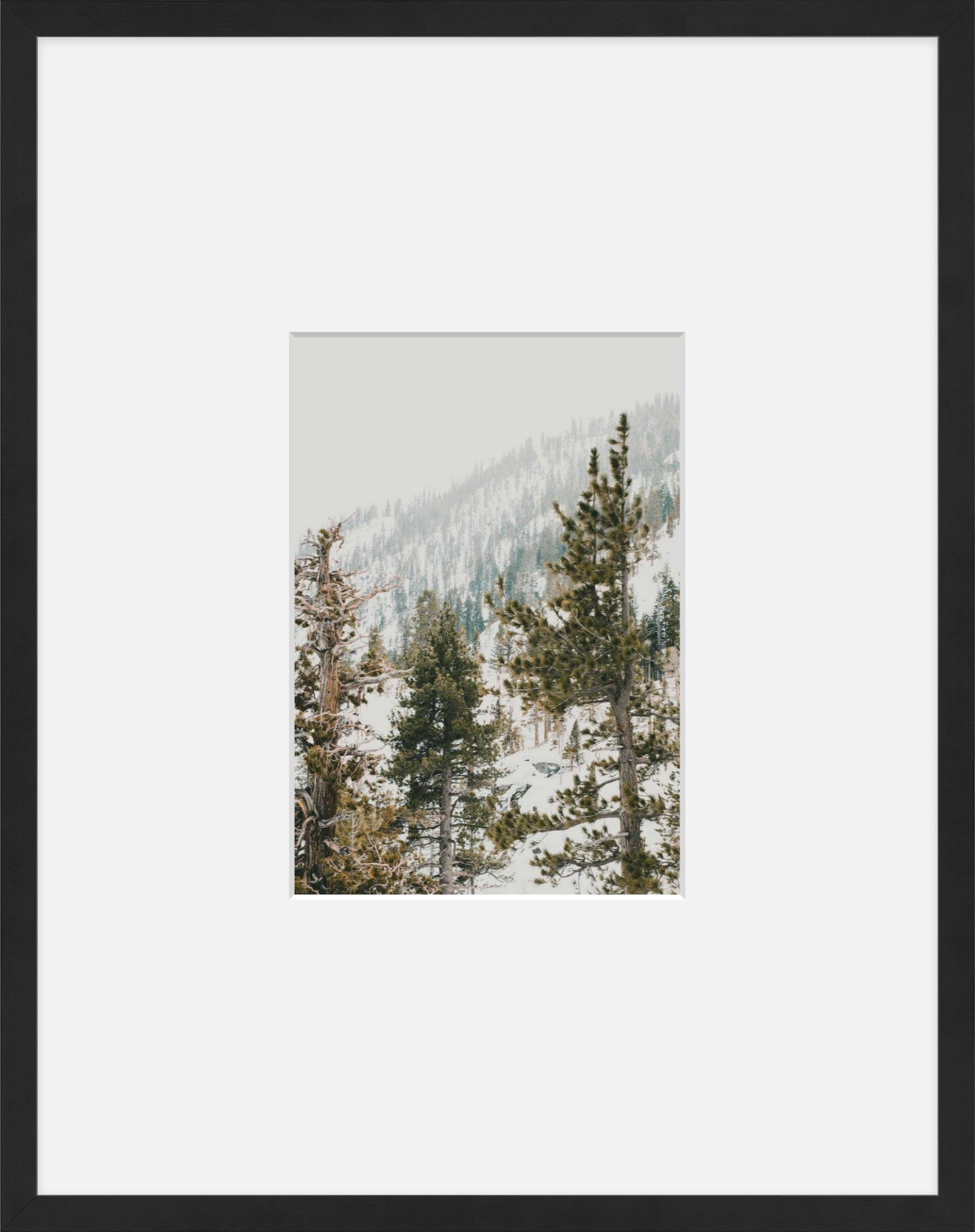 Talking Pines Part II