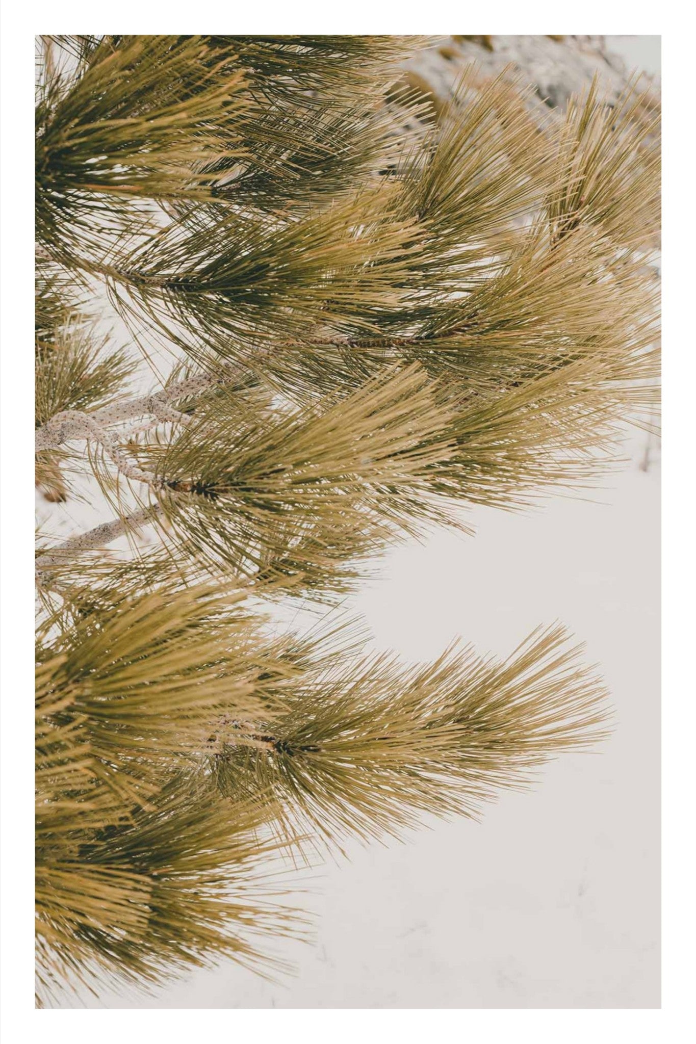 Talking Pines Part III