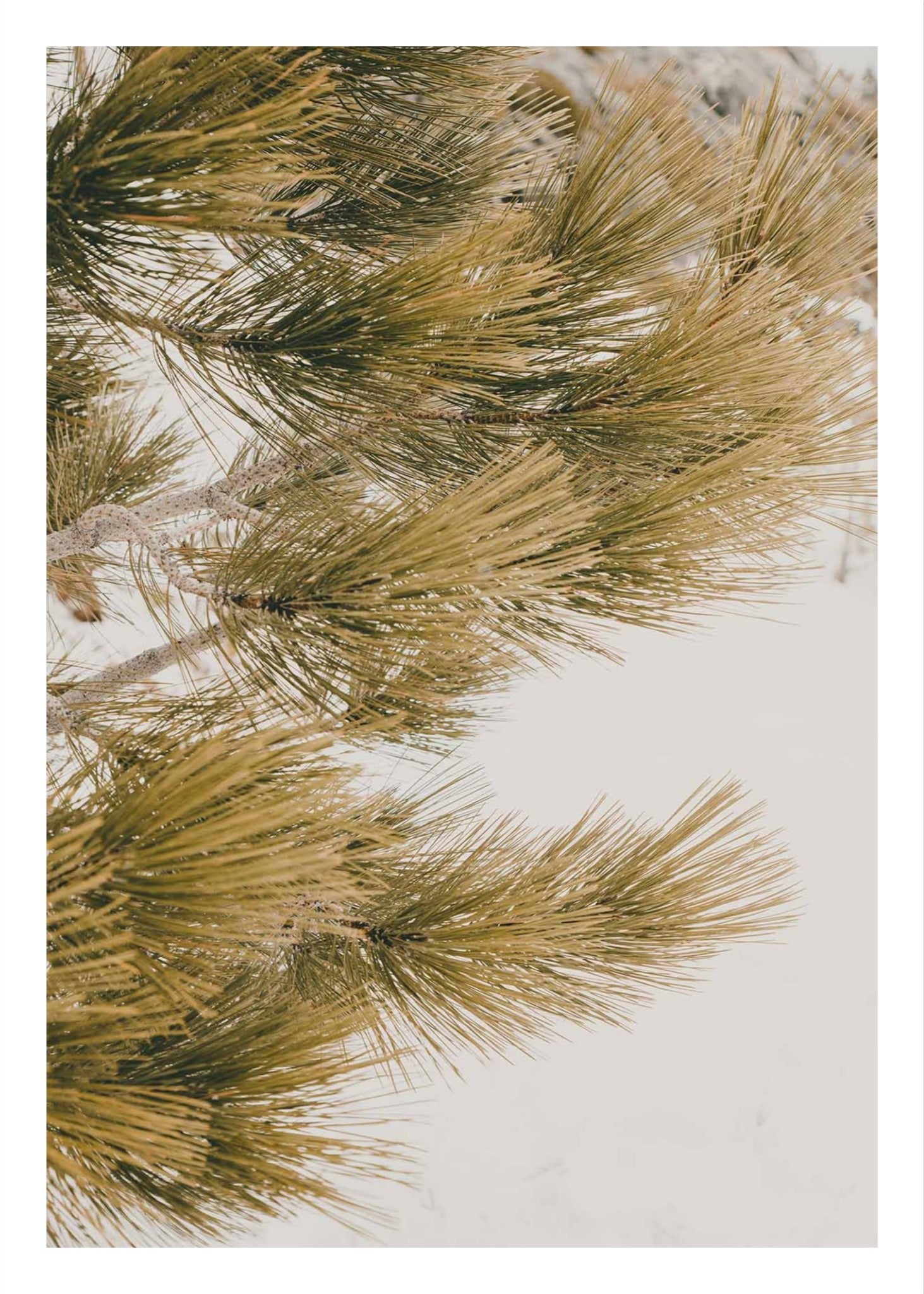 Talking Pines Part III