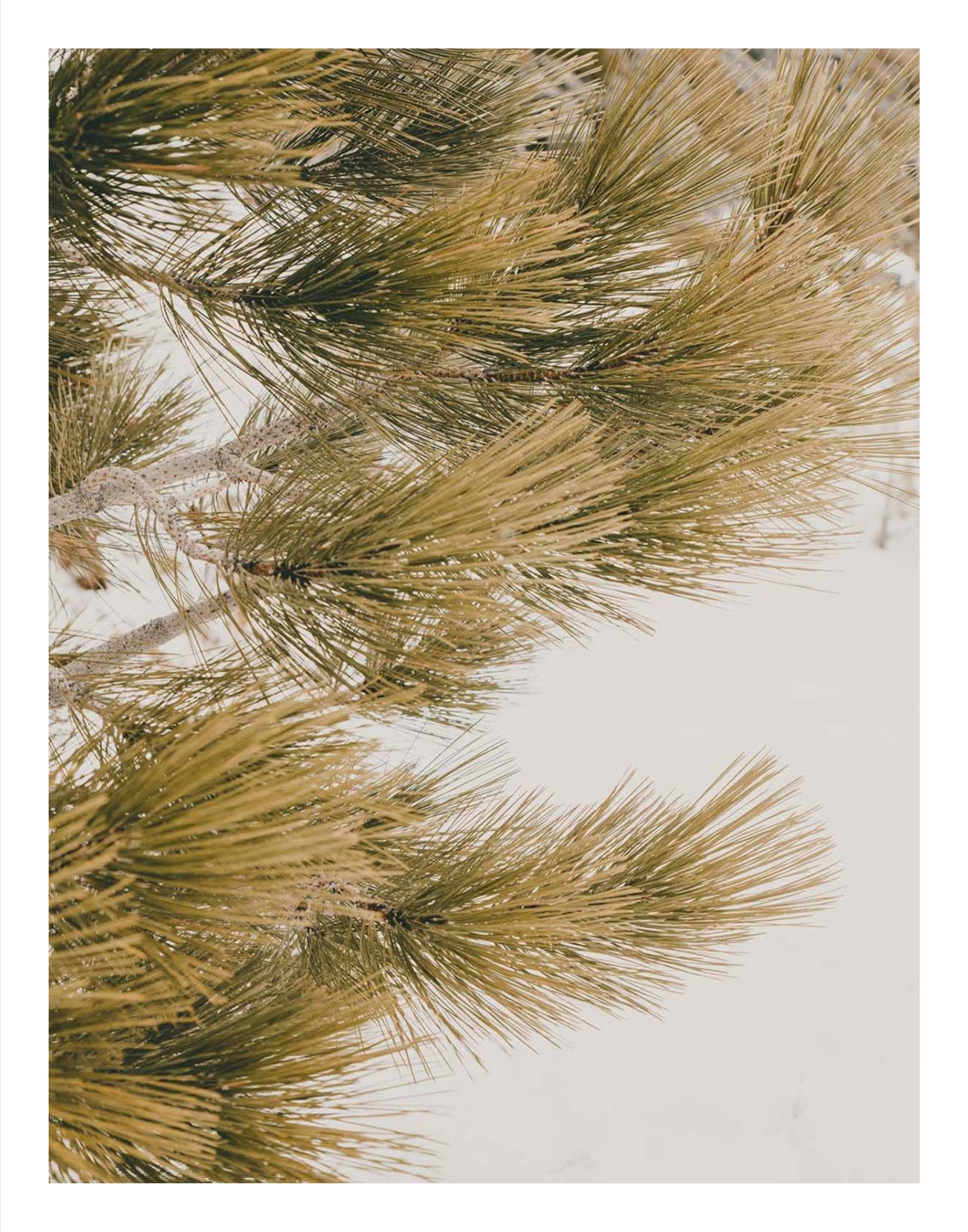 Talking Pines Part III