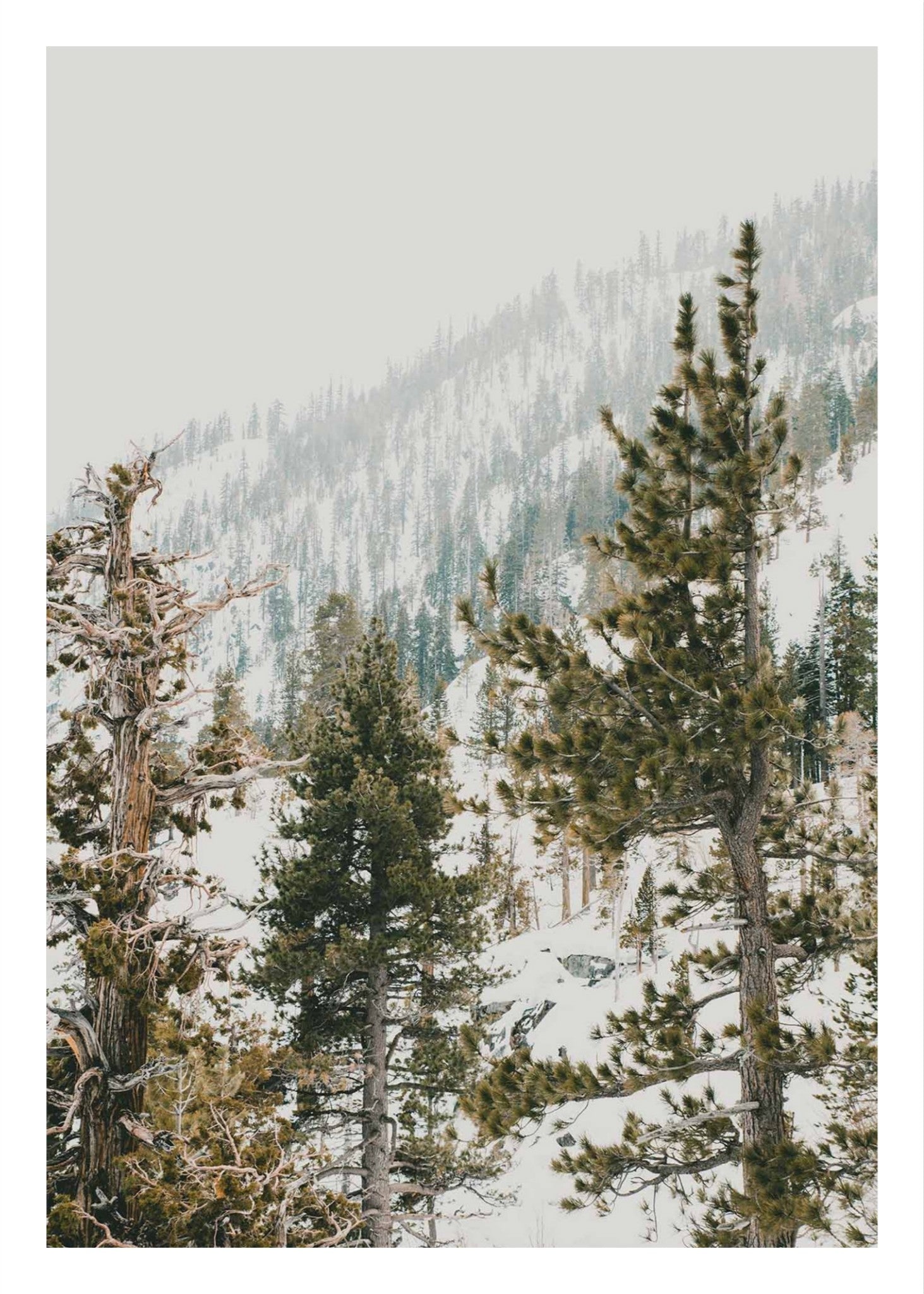 Talking Pines Part II