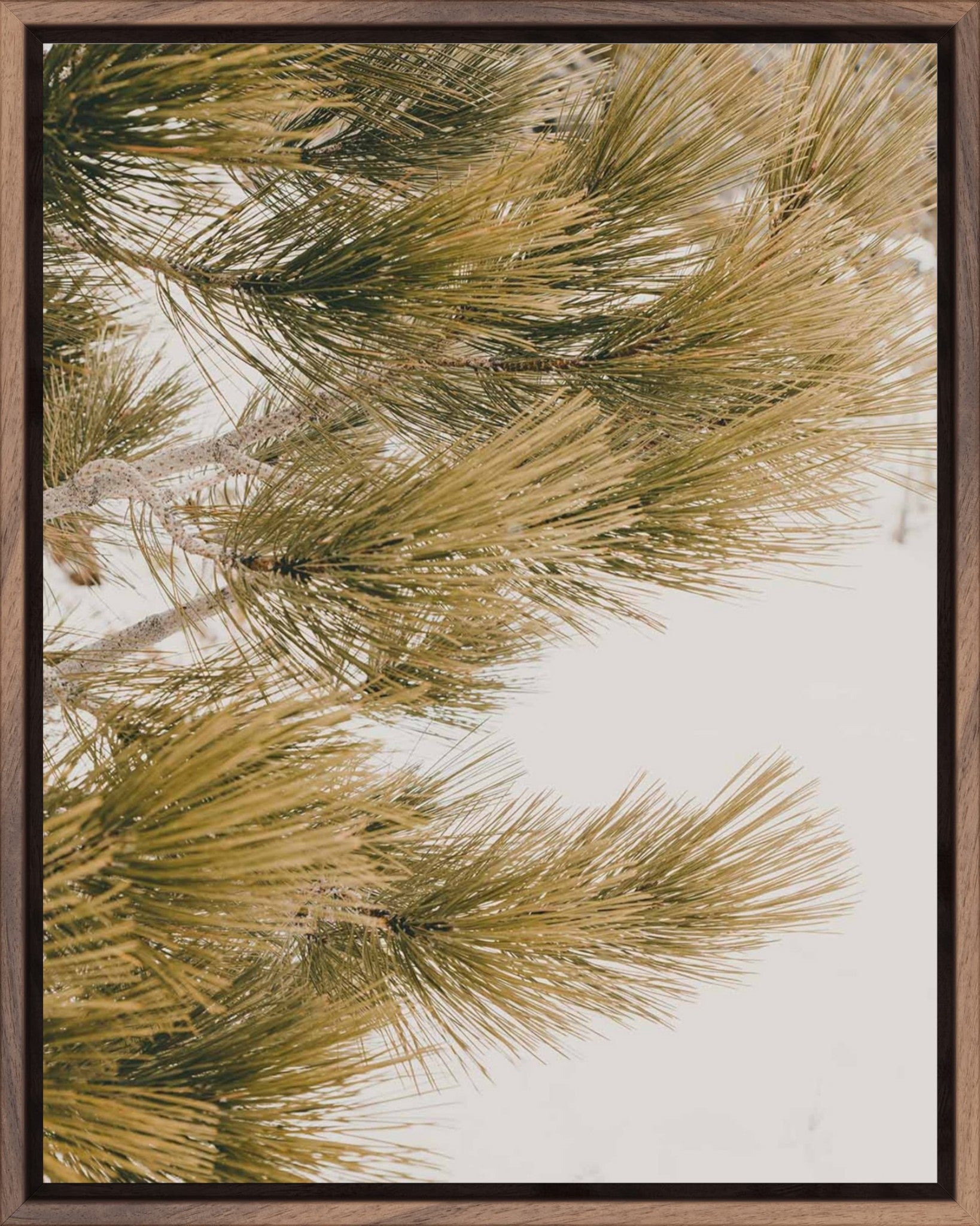 Talking Pines Part III