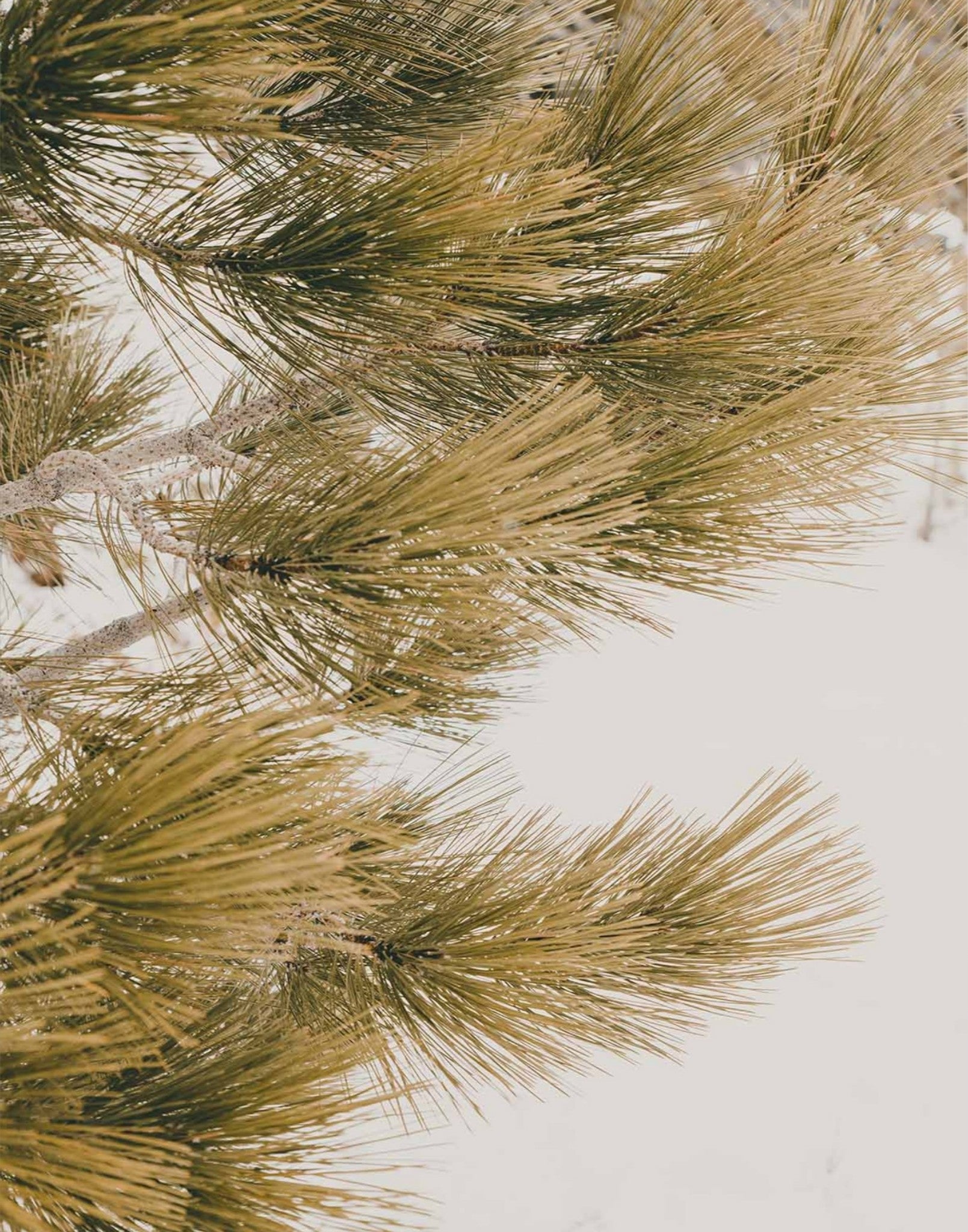 Talking Pines Part III