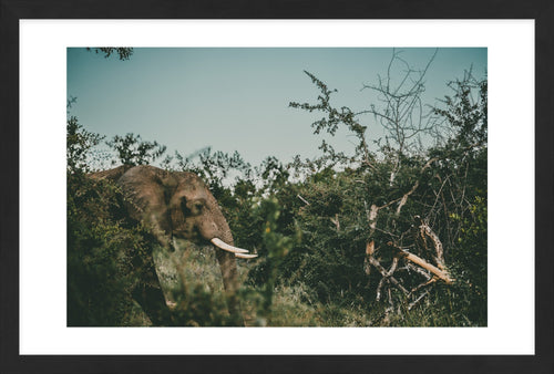 Ellie's Hunt For Happiness