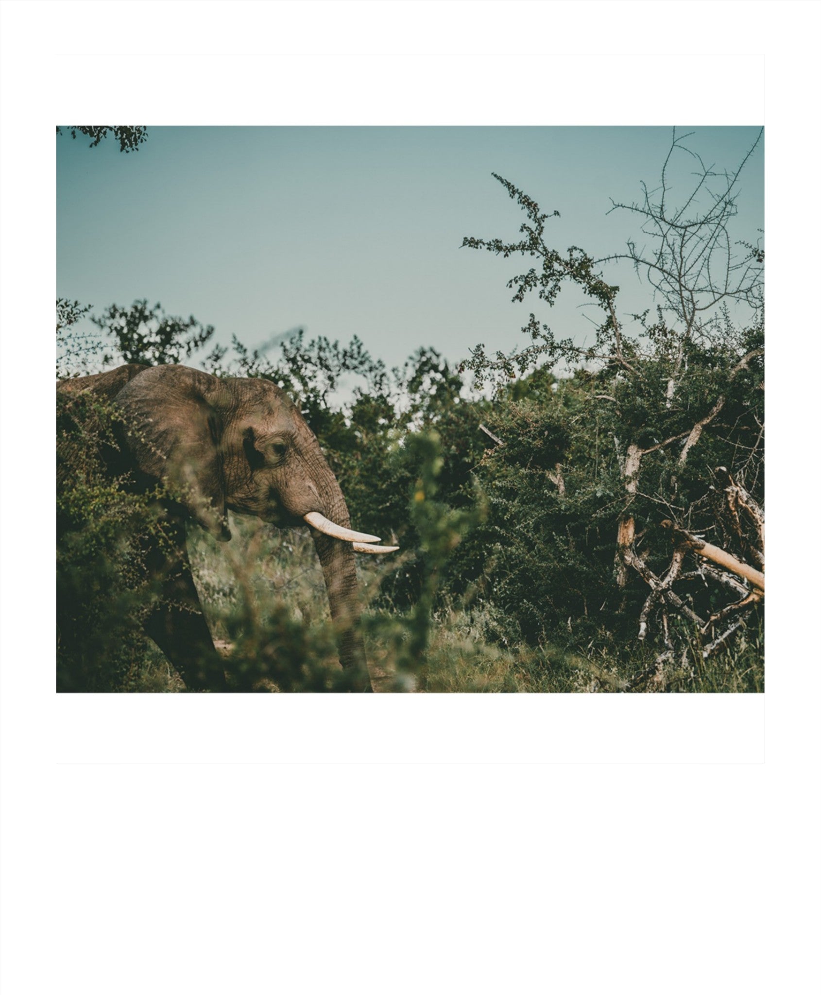 Ellie's Hunt For Happiness