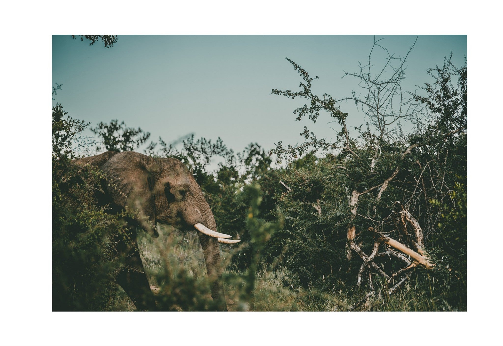 Ellie's Hunt For Happiness