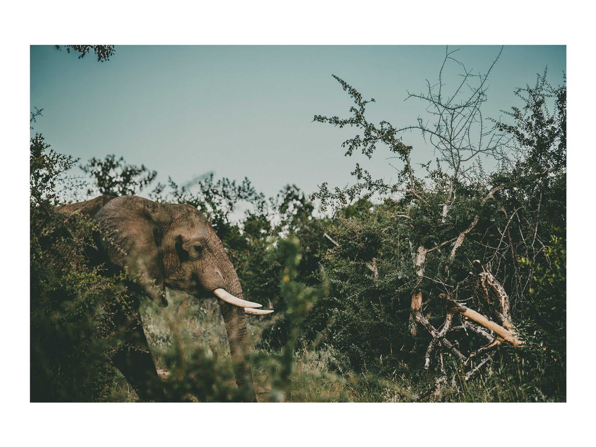 Ellie's Hunt For Happiness