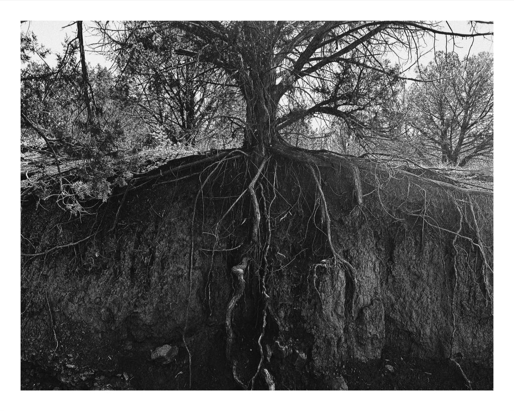 Rooted.