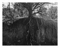 Rooted.