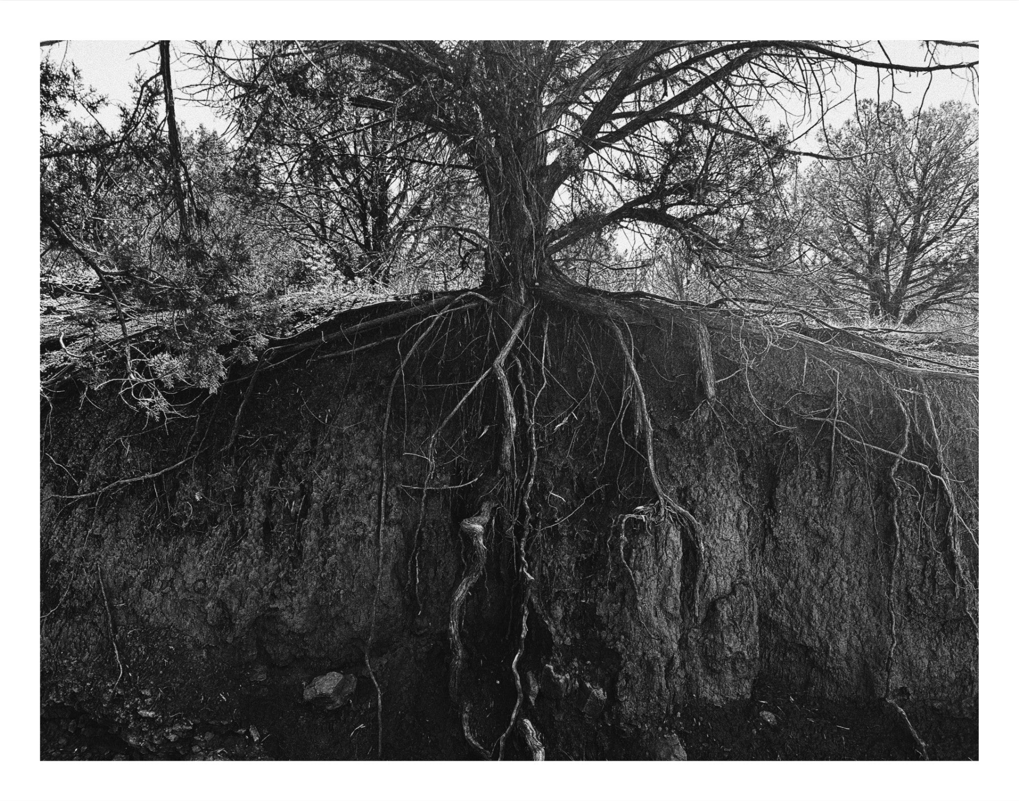 Rooted.