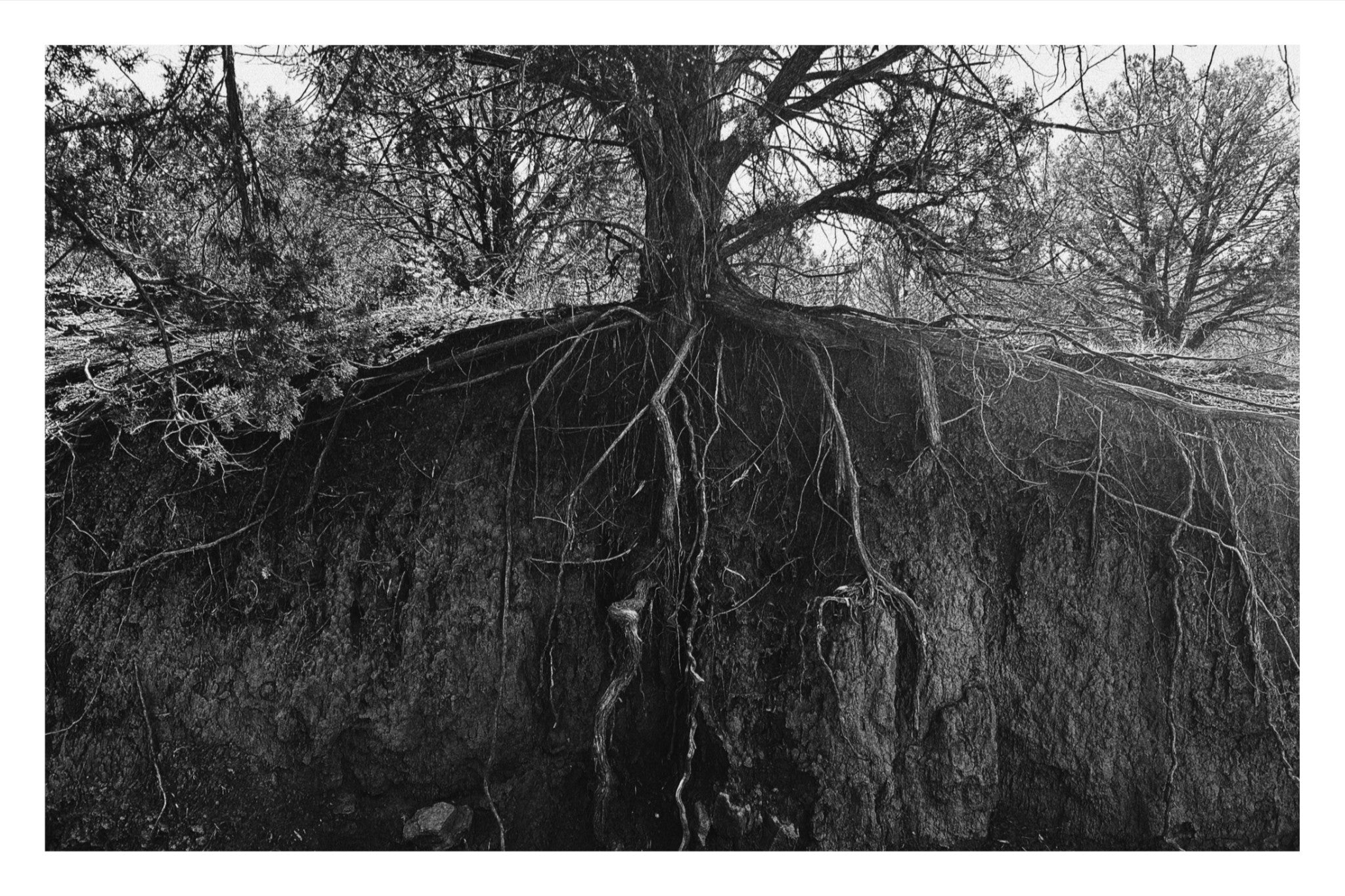 Rooted.