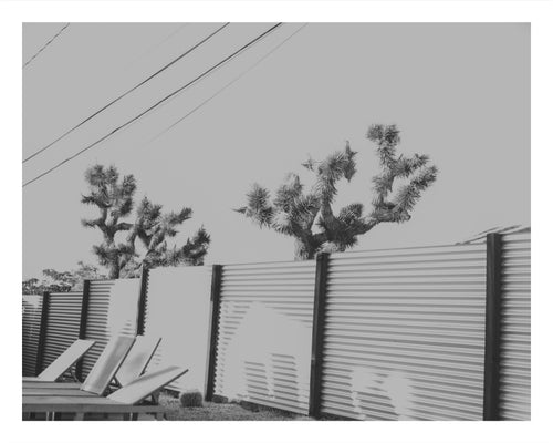 Joshua Tree