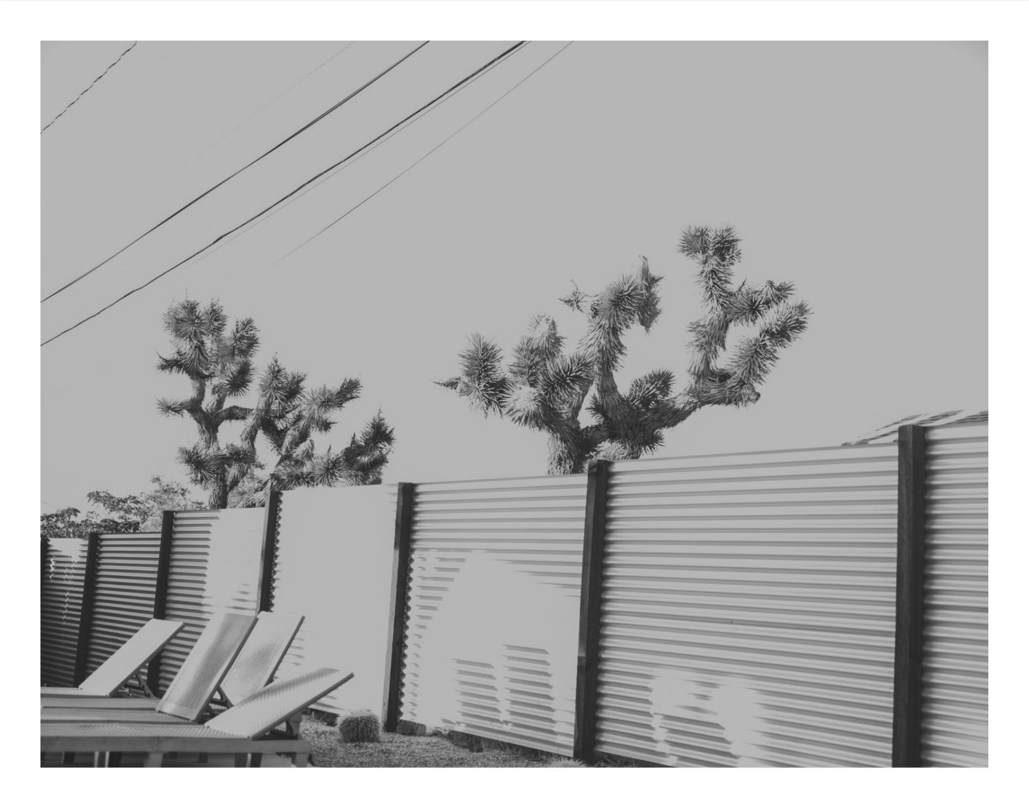 Joshua Tree