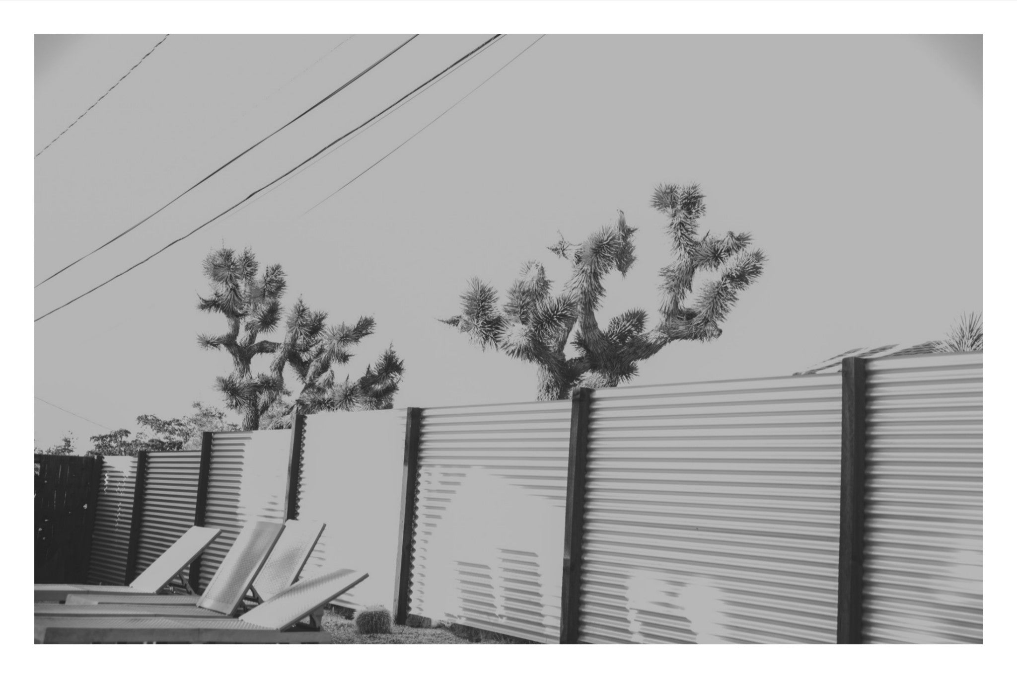 Joshua Tree