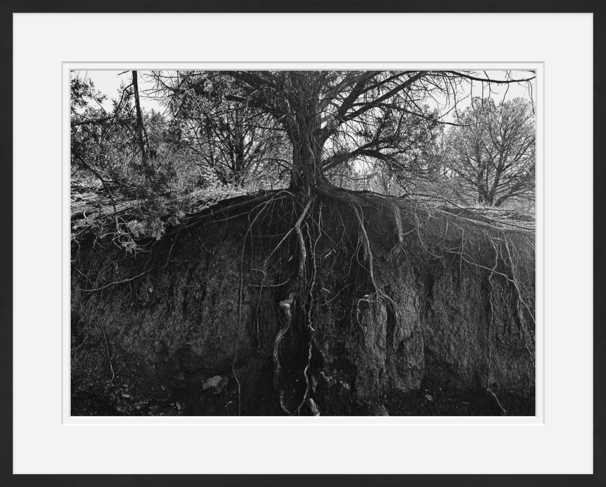 Rooted.