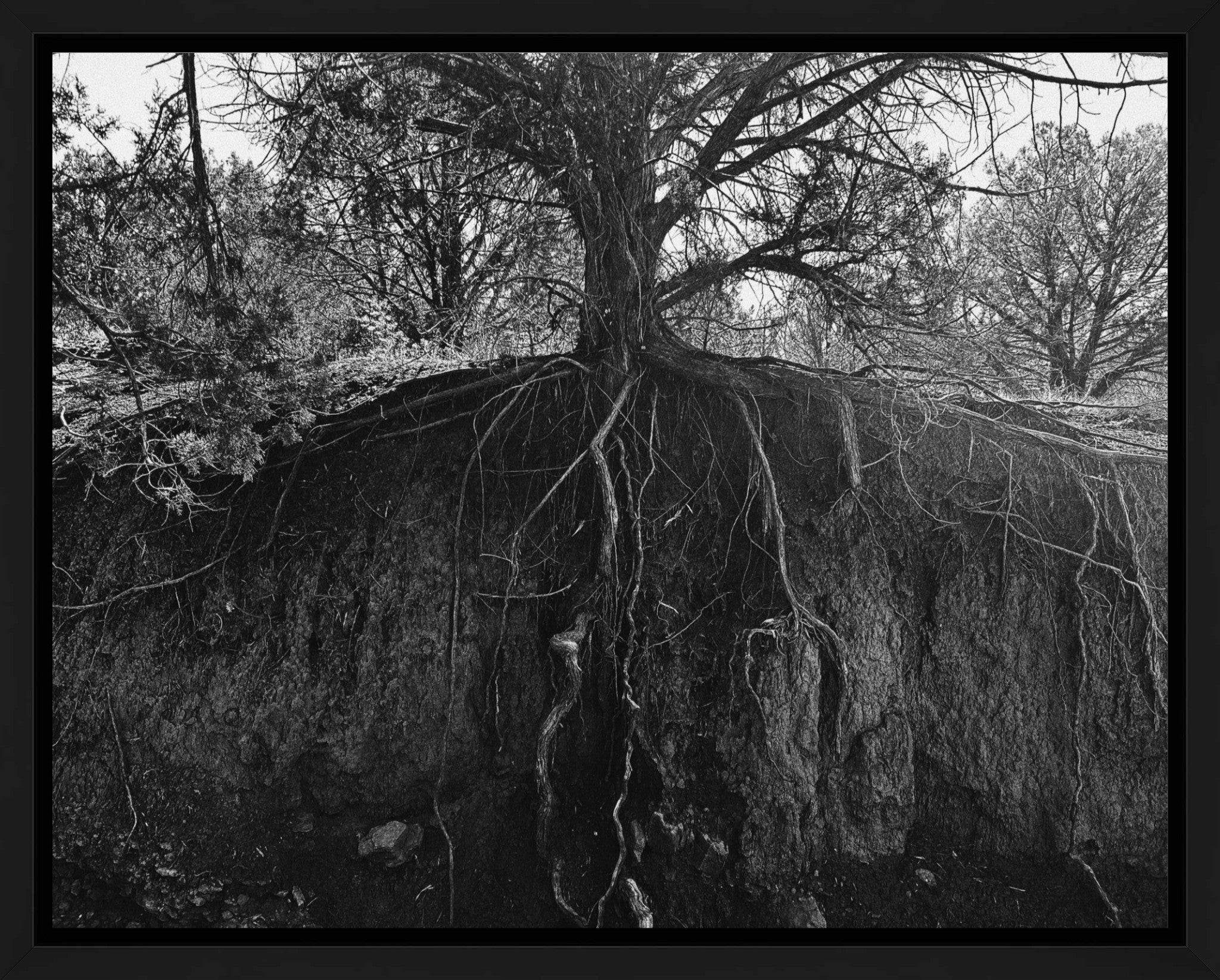 Rooted.