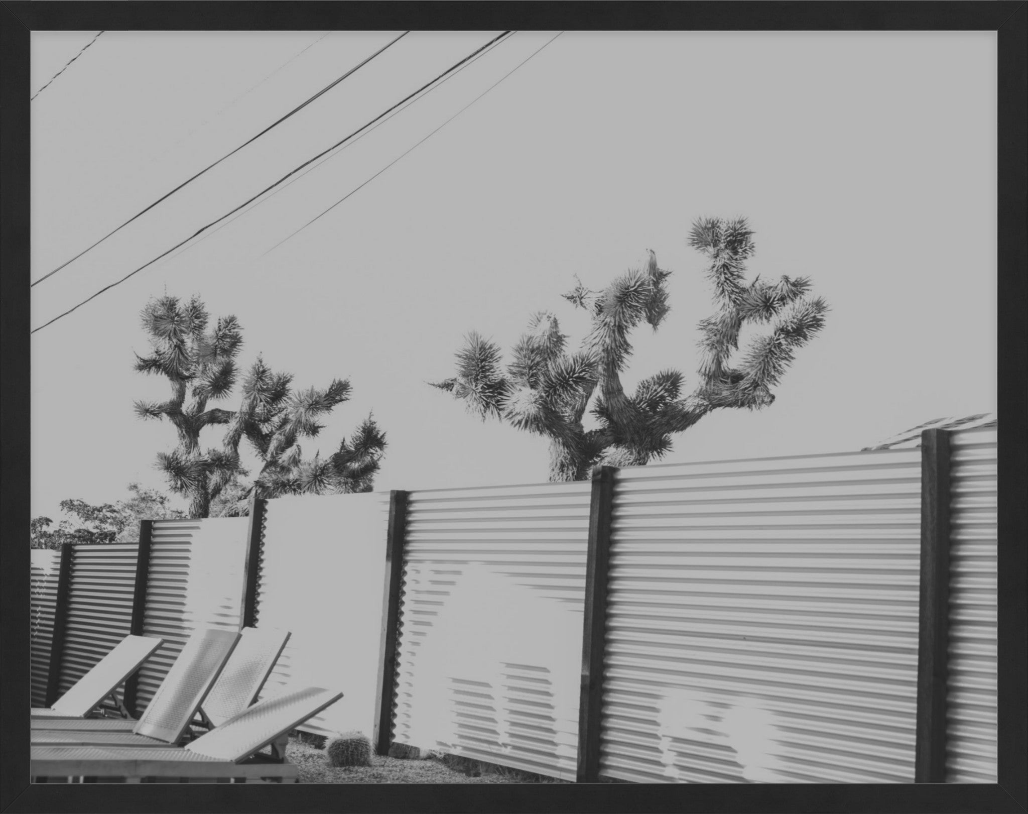 Joshua Tree