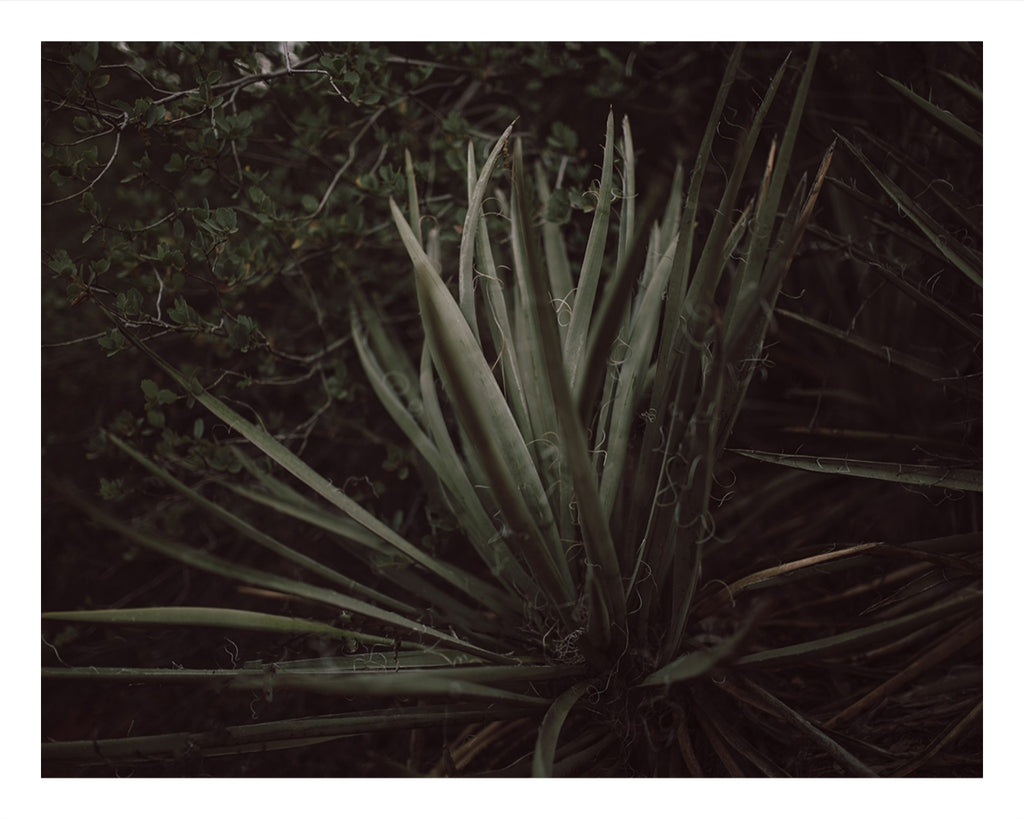 Untamed.