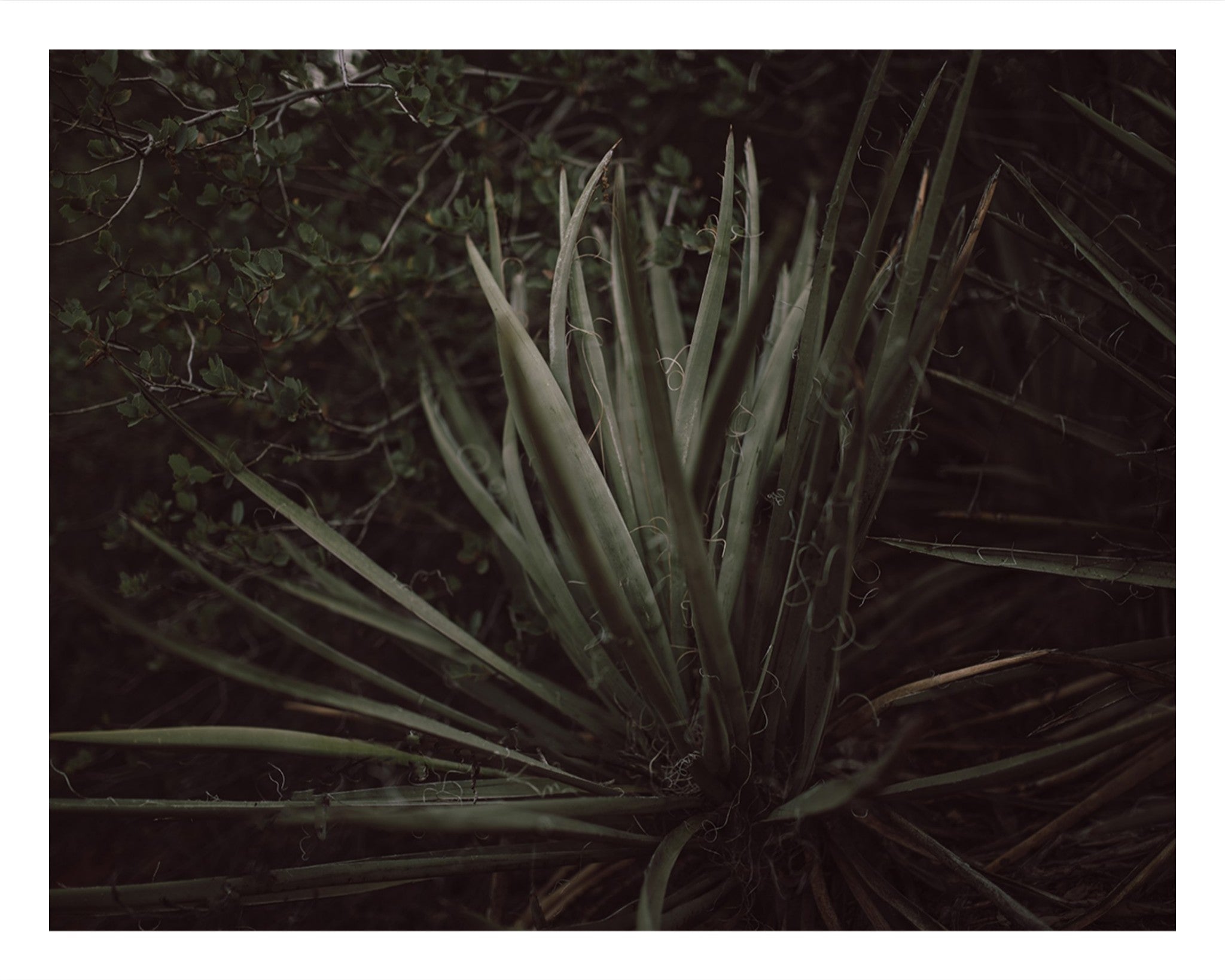 Untamed.
