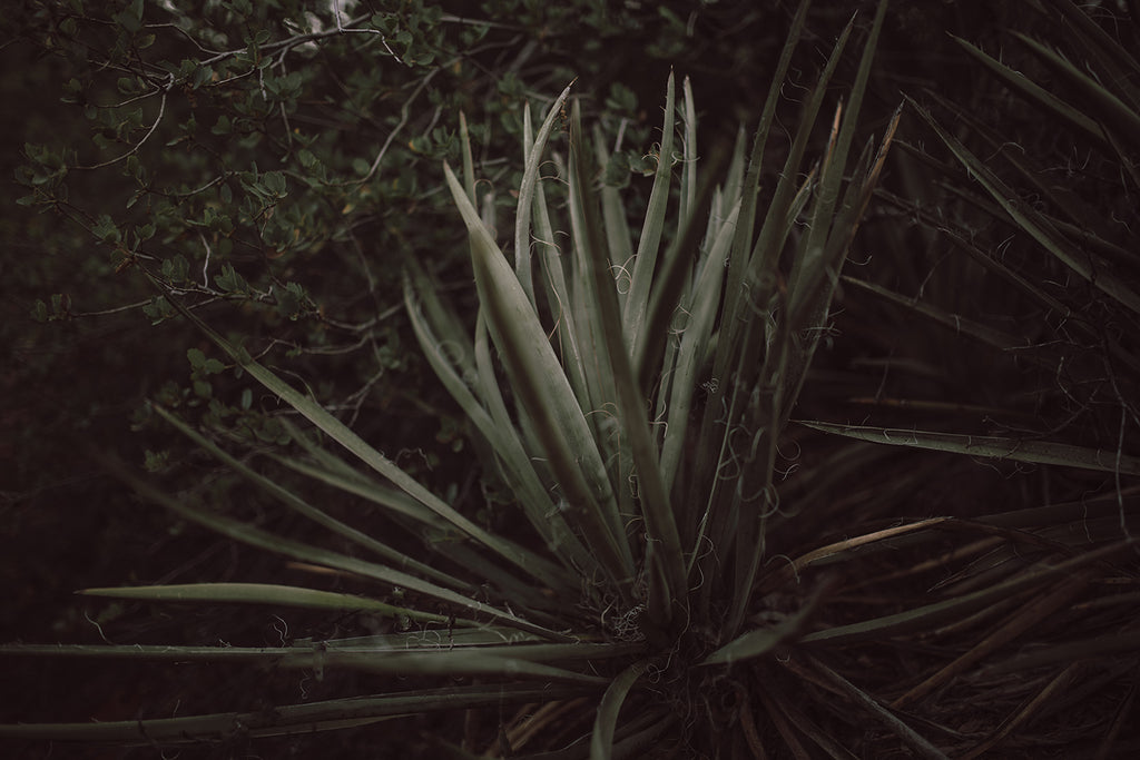Untamed.