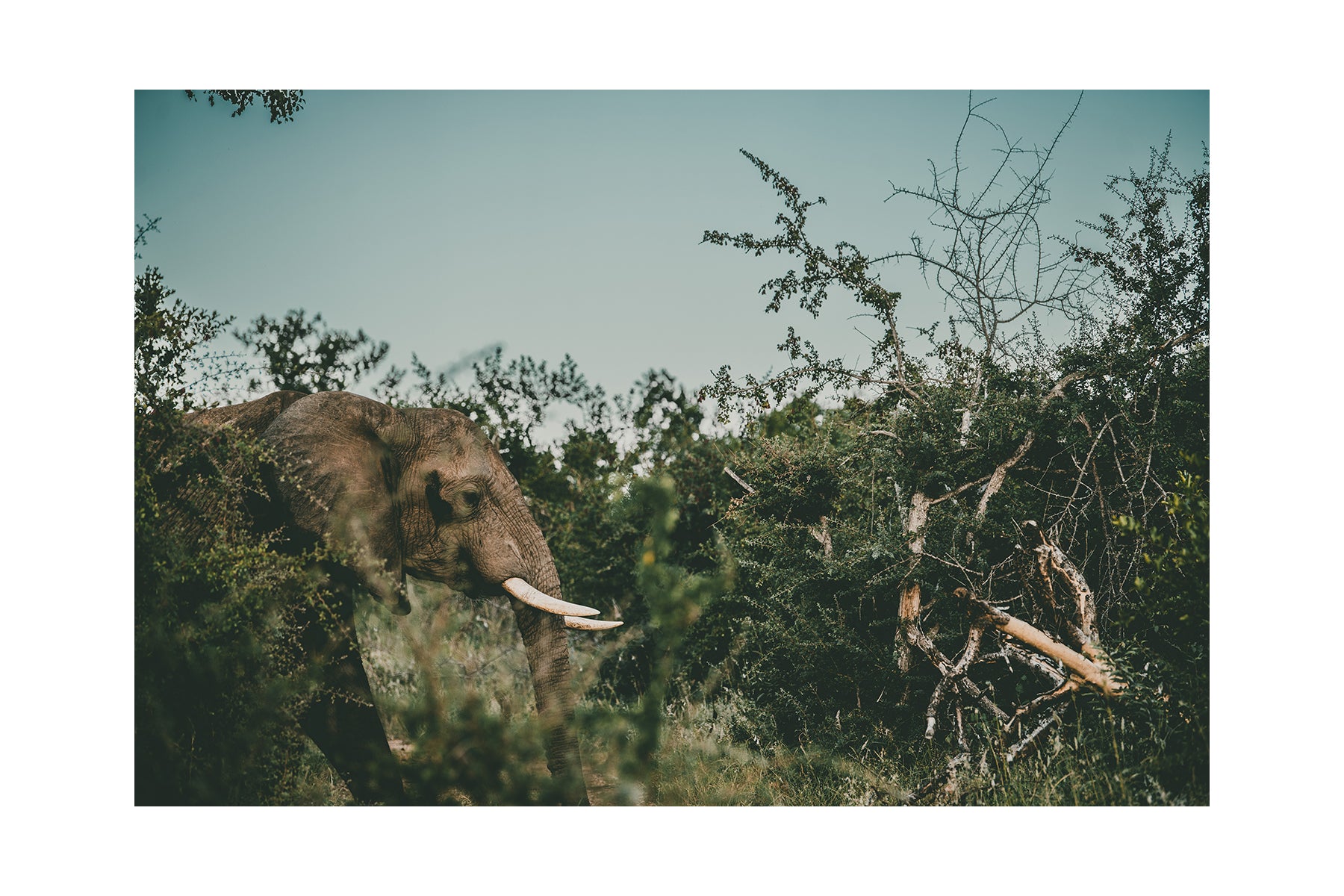 Ellie's Hunt For Happiness