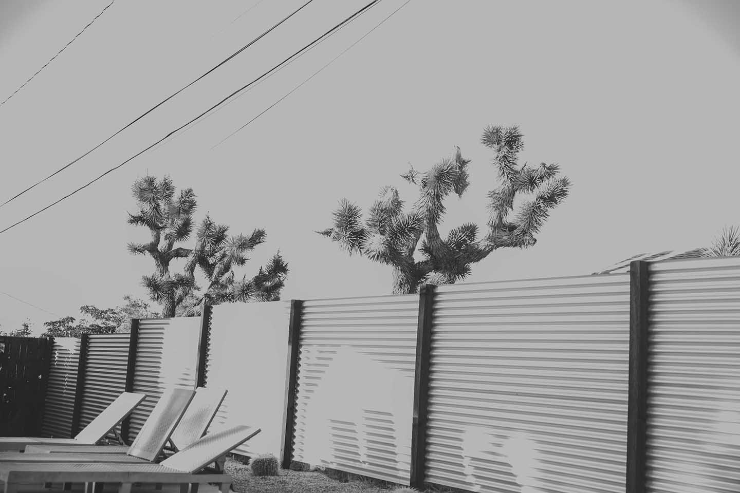 Joshua Tree