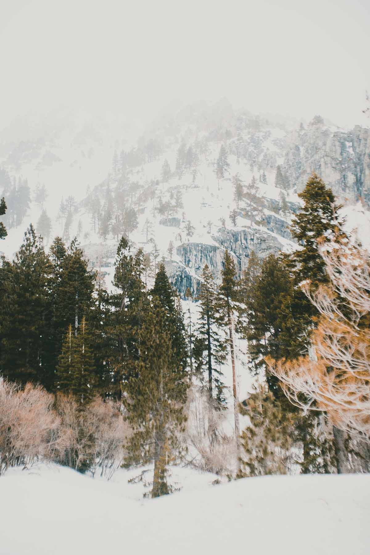 Talking Pines Part I